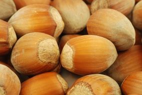 hazelnut crop close-up