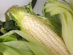 Cone Food