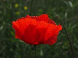 charming red poppy flower