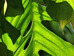 Vegetation Forest