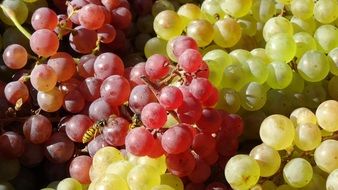 Nature Grapes