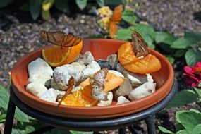 Fruit and Butterfly