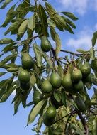 Hass Avocado Tree Branch