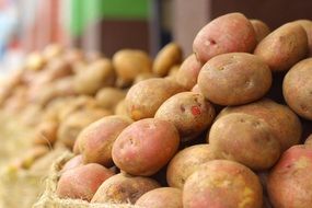 Potato Cultivation Fruit Harvest