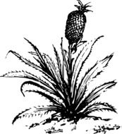 black and white graphic image of pineapple on a bush