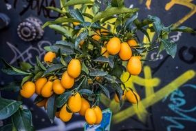 Kumquat plant with Graffiti at background