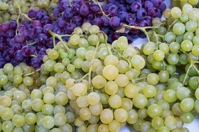 harvested wine grape