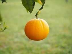 citrus on the tree close-up on blurred background