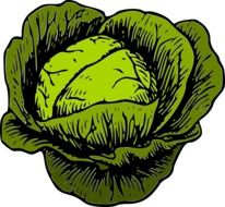 graphic image of green cabbage