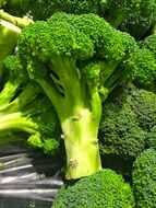 broccoli close-up