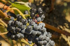 ripening wine grape in summer