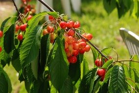 Ripe and colorful cherry harvest on a branch