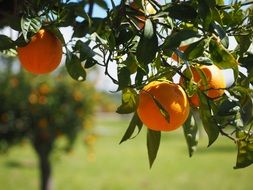 oranges on the tree branch