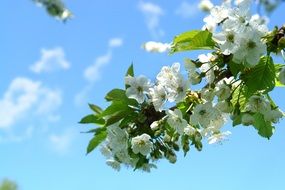 branch of cherry blossom in spring