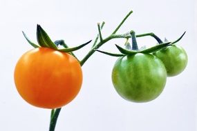 three unripe tomatoes on a branch