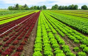 salad Harvest