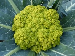 broccoli is a type of cabbage