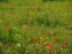 blooming red poppy among green grass