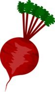 Picture of red beet