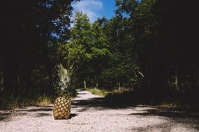 Pineapple stands on path at summer forest