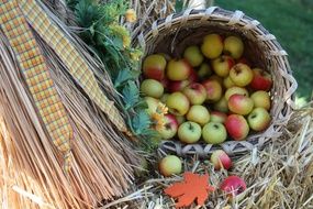 Apples in the basket in autumn