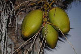 green coconuts on the tree