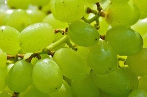 ripe green Grapes Healthy Fruit