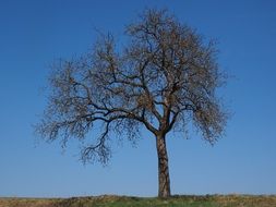 fruit tree on blue sky background