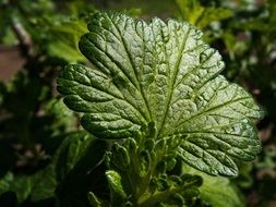 gooseberry leaves in the garden