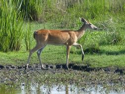 Deer Doe Mud