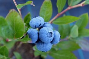 blueberries on Bush close-up on blurred background