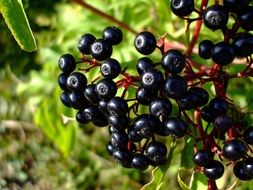 appetizing attractive Wild Berries