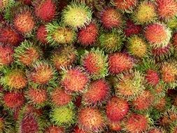 rambutan or Nephelium