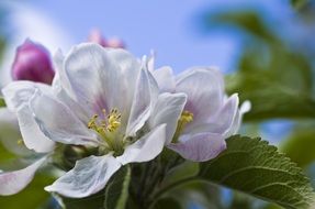 white and purple flowers on the apple tree