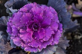 bright purple cabbage close-up