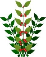 Berries Branch drawing