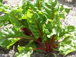 Swiss chard in the garden in the sun