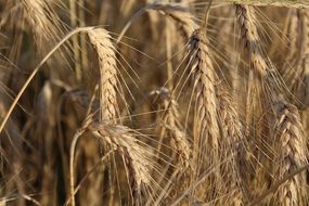 wheat in ripe ears