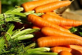 fresh washed orange carrots in a market