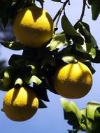 yellow lemons on the tree in Mexico