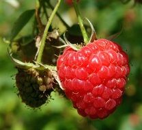raspberry berry close up