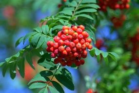 bright juicy mountain ash for birds