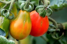 Close-up of unripe tomatoes on a bush