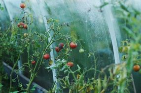 Colorful tomatoes in greenhouse