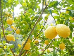 yellow lemons on the tree