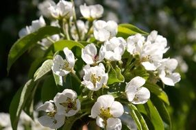 delicate white spring flowers on the tree