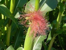 attractive Corn Plant