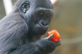 Portrait of Black primate eating