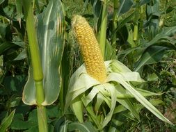 Sweet yellow corn with green leaves in a garden