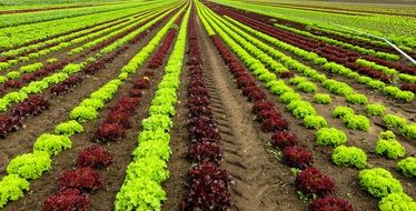 landscape of harvest of colorful salad